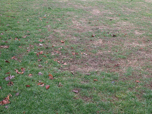 Managing Your Lawn During a Drought