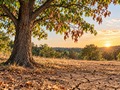 How Drought Affects Trees: Warning Signs