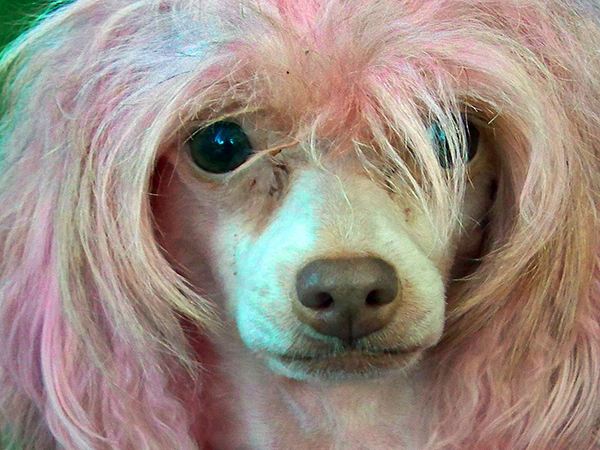 Pet Hair Dye Safety: What Every Pet Owner Should Know
