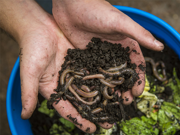 Earthworms: The Unsung Heroes of Healthy Gardens