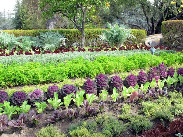 Start a Thriving Edible Garden at Home: Beginner-Friendly Tips