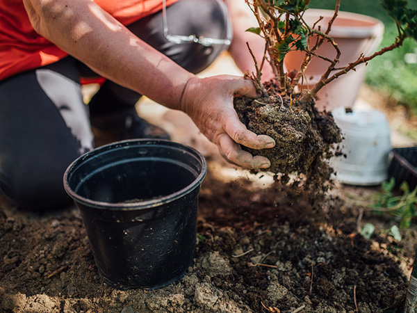 Gardening 101: Essential Terms Every Gardener Should Know
