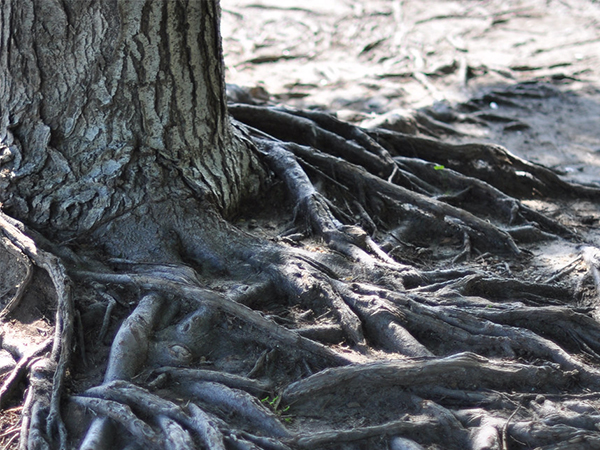 What to Do About Exposed Tree Roots