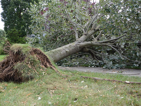 Harnessing the Beauty: Creative Ways to Use Wood from Fallen Trees
