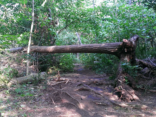 Creative and Sustainable Uses for Fallen Trees