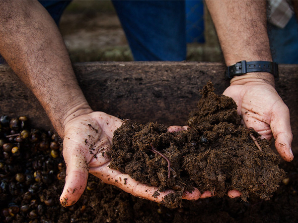 Alternative Fertilizers for Thriving Organic Gardens: Nourishing Soil Naturally