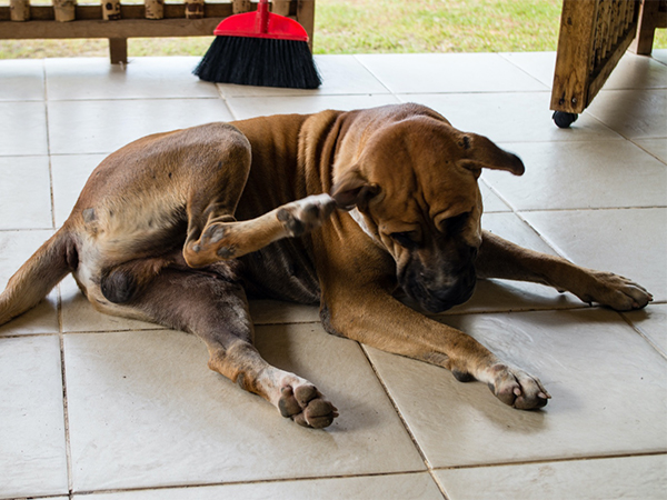 7 Common Causes of Fleas in Your Home