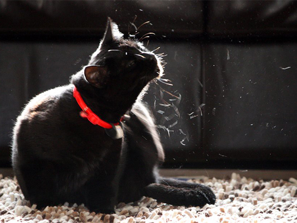 How to Get Rid of Fleas in Your Home and Prevent Future Infestations