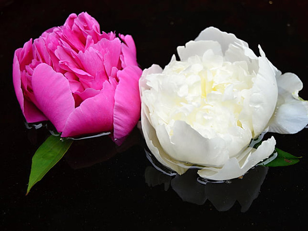 Creative Floating Flower Display Ideas for Any Occasion