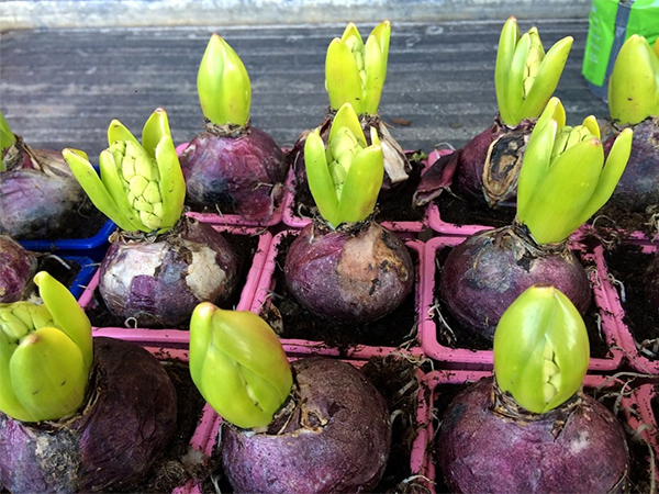 How to Force Flower Bulbs Indoors for Early Spring Blooms