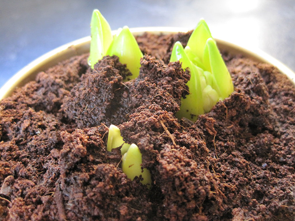 10 Essential Tips for Planting Flower Bulbs Successfully