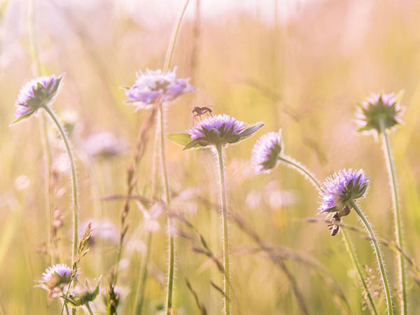The Timeless Fascination with Flowers: Beauty, Meaning, and Science