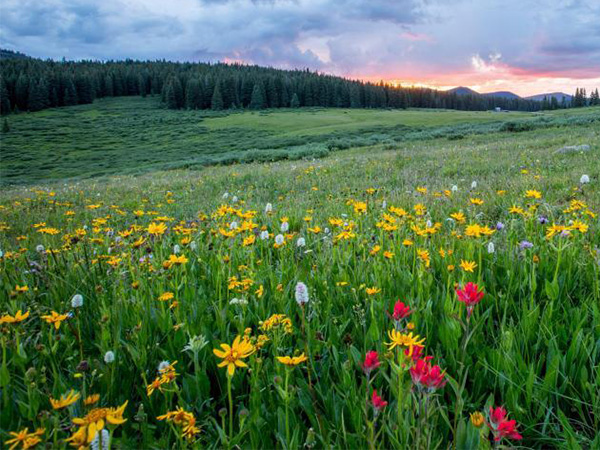Timeless Blooms: Exploring the Flowers of the Past and Their Enduring Beauty