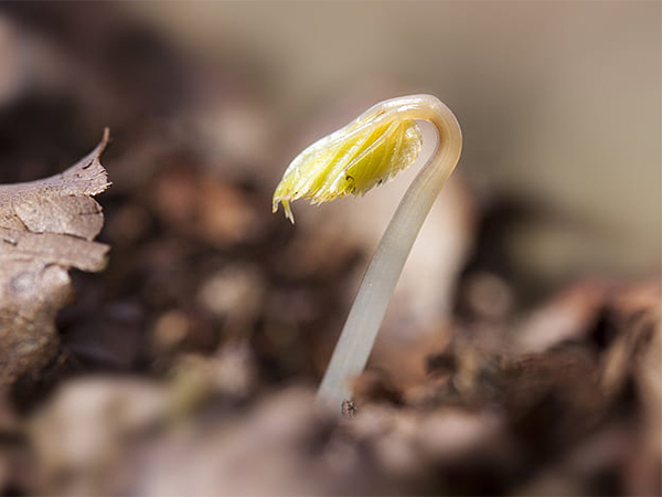 Fast-Growing Flower Seeds for Impatient Gardeners