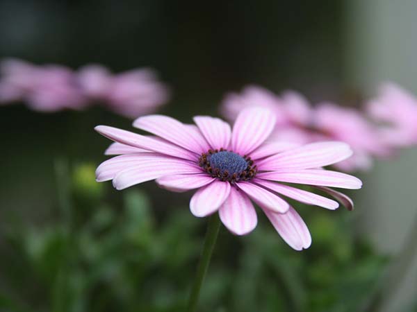 The Language of Flowers: Discover the Meaning Behind Popular Blooms