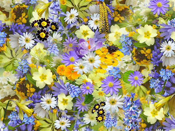 How Many Types of Flowers Exist? Exploring the Incredible Diversity of the Plant World