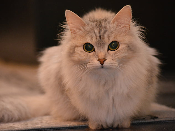 Unexplained Hair Loss In Cats: Causes, Signs and When to See the Vet