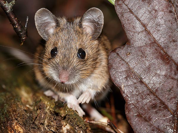 Understanding Pest Behavior and How to Keep Your Home Pest-Free