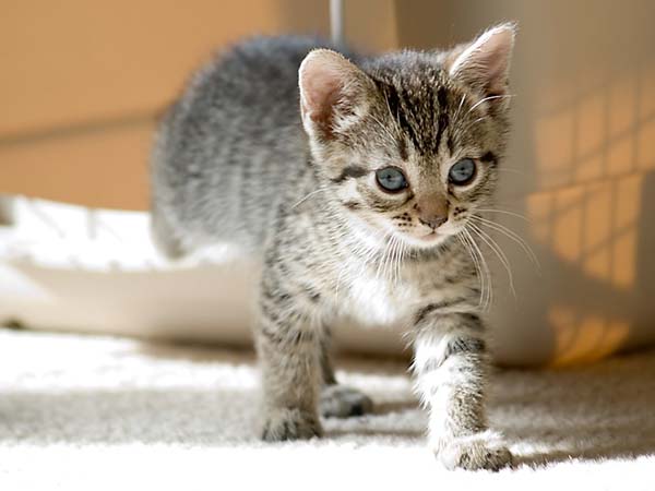 The Complete Guide to Fostering a Cat or Dog