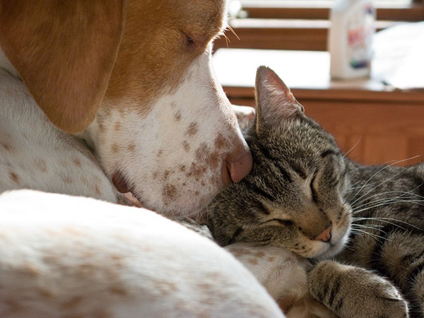A Practical Guide to Fostering Dogs and Cats: Tips for a Successful Foster Experience