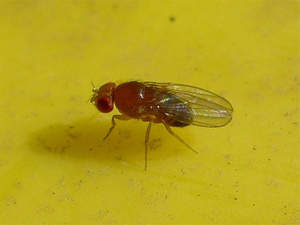 How to Get Rid of Fruit Flies and Keep Them Out of Your Kitchen