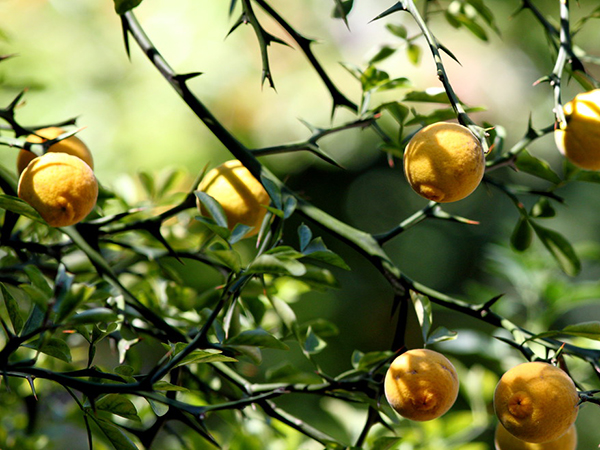 Protecting Fruit Trees From Insect Pests: Proven Strategies for a Healthy Harvest