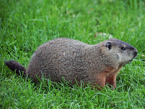 Humane and Effective Alternatives to Traps for Furry Pest Control