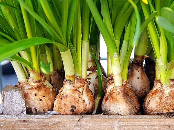 Unusual Bulbs for the Garden: Adding a Touch of Rarity to Your Outdoor Paradise