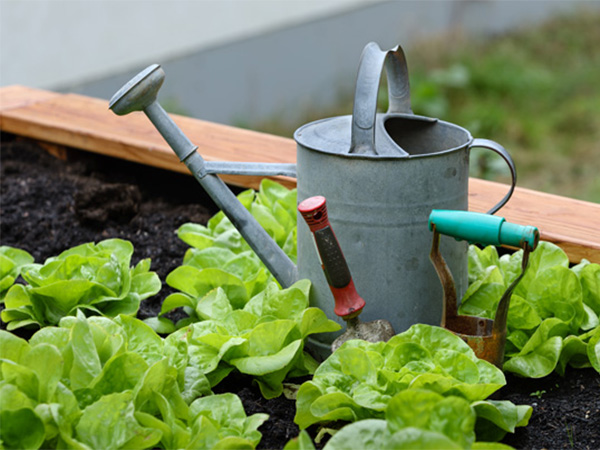 How Mulch Can Transform Your Garden Into a Low‑Maintenance, Healthy Outdoor Oasis