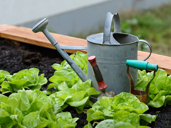How to Choose the Right Mulch for a Healthier, More Beautiful Garden