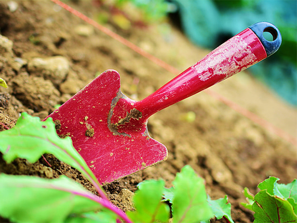 Understanding Soil Colors: Unlocking Your Garden’s Hidden Secrets