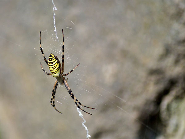Beneficial Garden Spiders: Natural Pest Control for a Healthier Garden