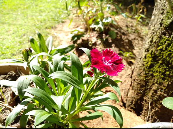 How to Keep Your Garden Thriving While You’re on Vacation