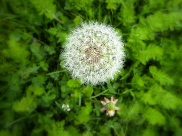 6 Plants That Naturally Help Keep Weeds Out of Your Garden