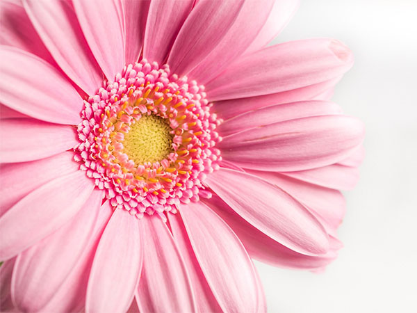 A Comprehensive Guide: How to Grow Gerberas