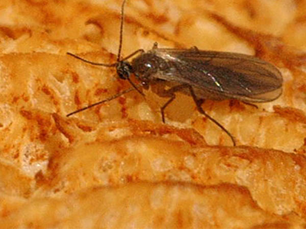How to Get Rid of Gnats in Your Home