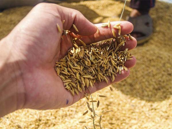 How and When to Seed Grass: A Comprehensive Guide