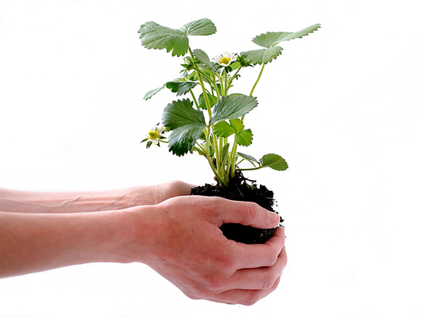 How to Measure Your Garden Accurately: A Step-by-Step Guide for Every Gardener