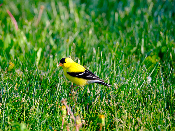 Expert Lawn Care Tips for a Lush, Healthy, and Vibrant Yard