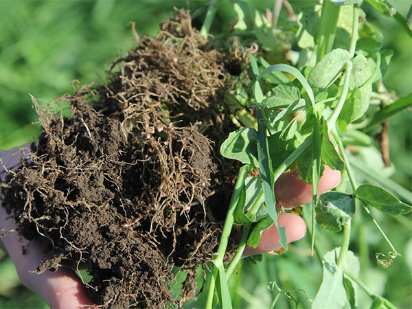 Signs That You Have Healthy Soil