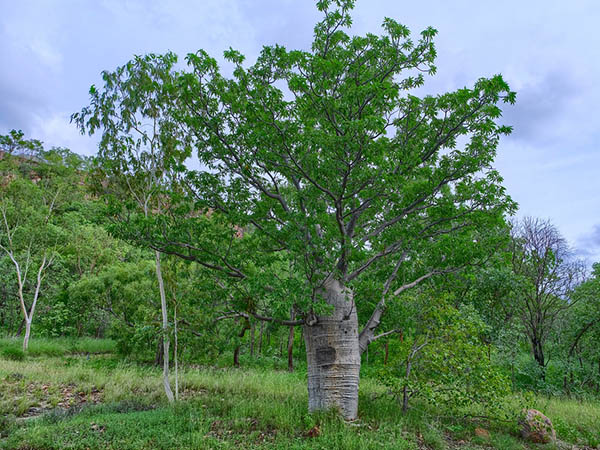 The Importance of Pruning Trees: Boost Health, Safety, and Long-Term Growth
