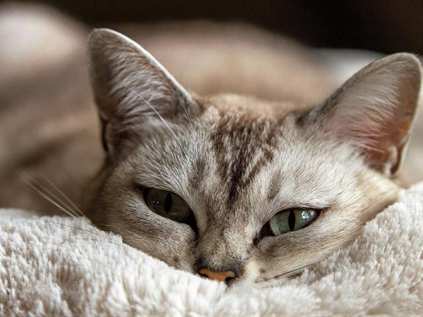 Recognizing Heat Exhaustion in Pets: Signs, Prevention, and Summer Safety Tips