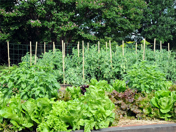 Avoid These Common Gardening Mistakes for a Healthier, More Sustainable Garden