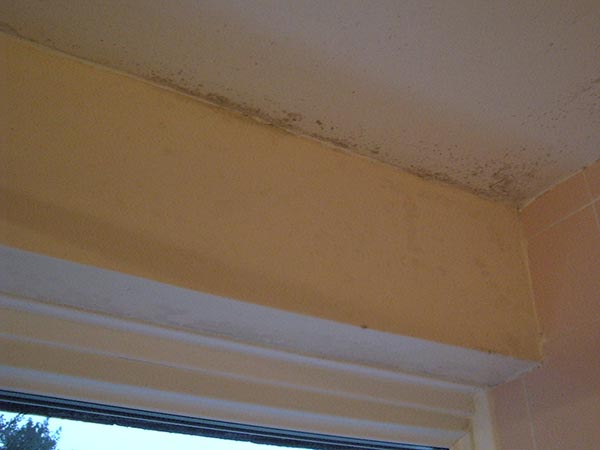 Preventing Mold and Mildew in Your Home: Practical Tips for a Healthier Living Space