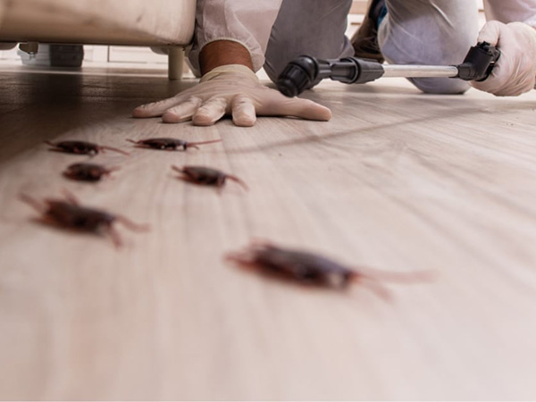 The Hidden Health Risks of Pests: Why Pest Control Matters