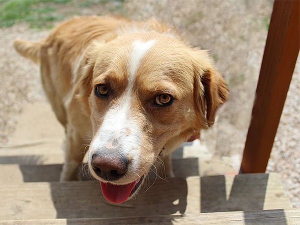 How to Recognize and Prevent Heat Exhaustion in Pets: A Summer Safety Guide