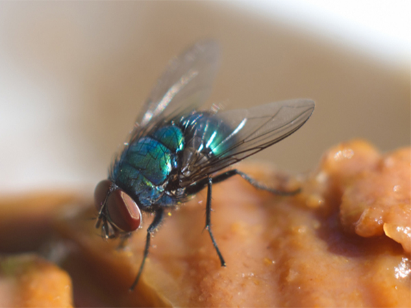 How to Prevent Fly Eggs from Hatching in Your Home