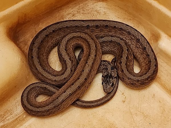 What to Do If a Snake Enters Your House