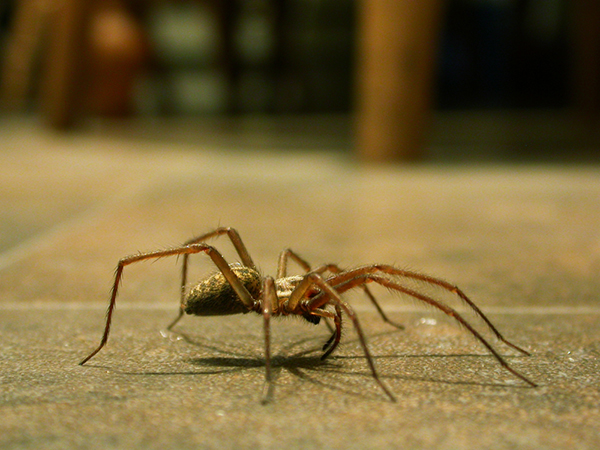 Common Types of House Spiders: What You Might Find Indoors