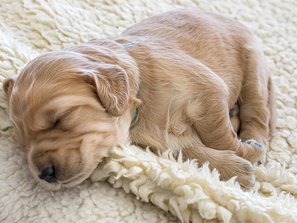 How to Introduce a New Pet to Your Home